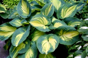 Funkia ‘Great Expectation’ (Hosta)